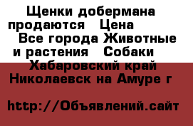 Щенки добермана  продаются › Цена ­ 45 000 - Все города Животные и растения » Собаки   . Хабаровский край,Николаевск-на-Амуре г.